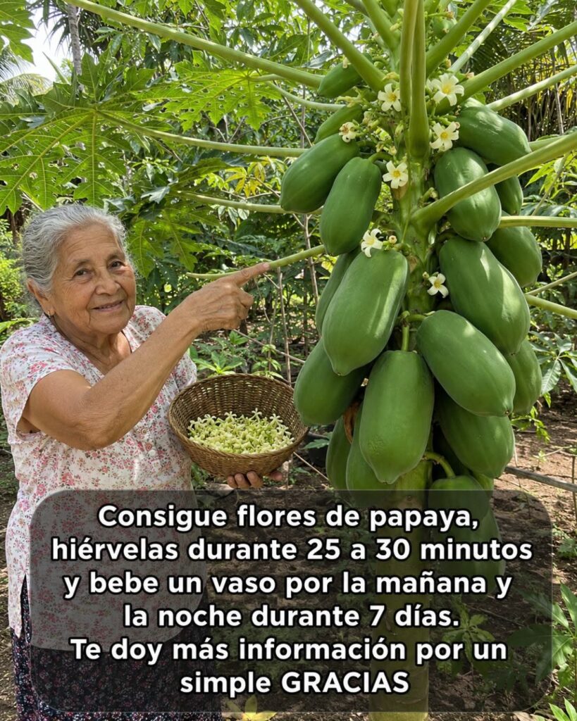 Flor de papaya: propiedades, usos tradicionales y cómo prepararla correctamente
